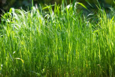 Sulu parlak yeşil çim yakın çekim, yeşil çim manzara arka plan.