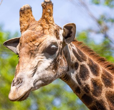 Gökyüzüne karşı bir zürafa Başkanı.