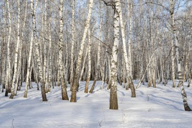 Huş ağacı orman kış manzarası.