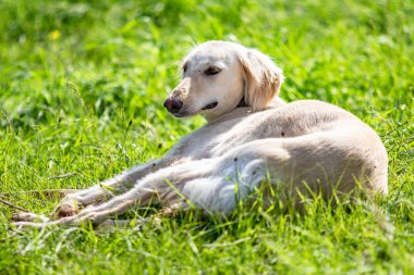 Köpek avcılık, doğa yeşil alan yaz.