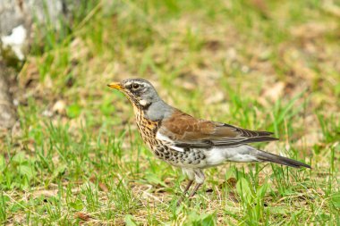 Yeşil çim içinde Song Thrush. Doğa kuşlar WESTA.