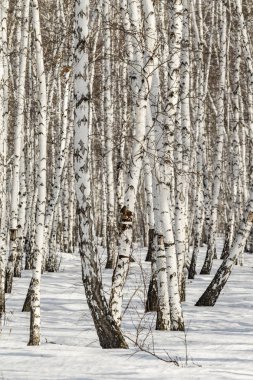 Huş ağacı orman kış manzarası.