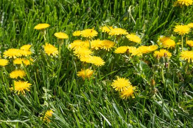 Yeşil çim, bahar sahne sarı karahindiba çiçek.