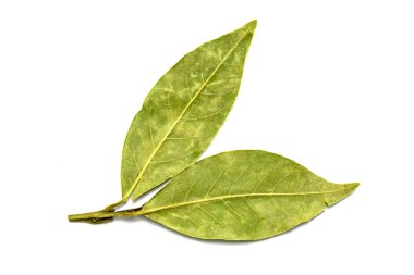 Beyaz arkaplanda yeşil yaprak izole edildi