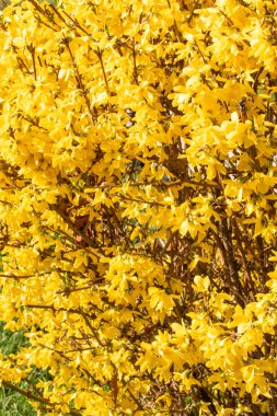 Sarı Mimoza bitki çiçekleri yakın