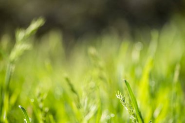 Güneşte yeşil çim, yağmur damlaları bokeh arka plan