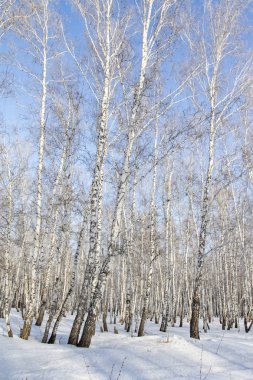 Huş ağacı orman kış manzarası.