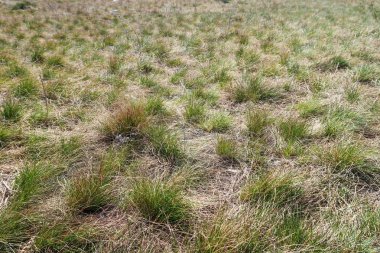 Kuru çim bahar manzara arka plan.