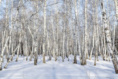 Huş ağacı orman kış manzarası.