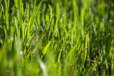 Güneşte yeşil çim, yağmur damlaları bokeh arka plan