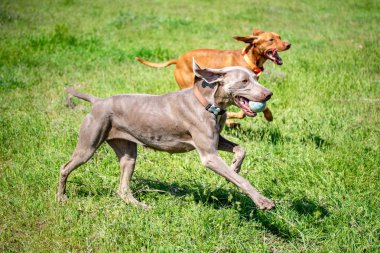 Köpek avcılık, doğa yeşil alan yaz.