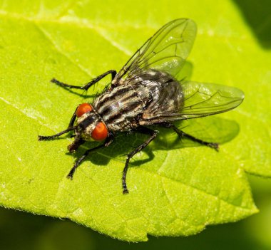Gri sinek yeşil yaprak yakın yukarı oturur.