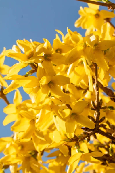 Flores Fábrica Mimosa Amarela Perto — Fotografia de Stock