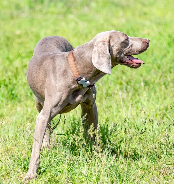 Hund Jakt Natur Grönt Fält Sommar — Stockfoto