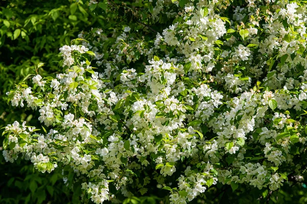 Witte Bloemen Van Appelkers Tegen Blauwe Hemel Natuur Lente — Stockfoto