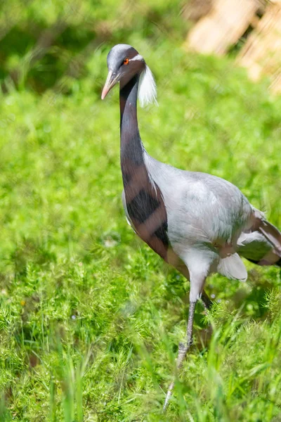 Grue Japonaise Noire Dans Herbe Verte Jour Été — Photo