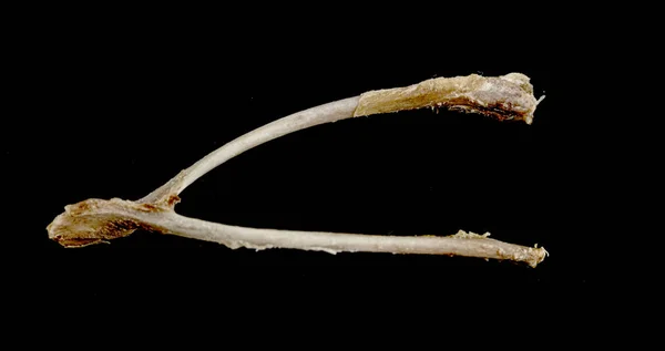 Chicken Bone Fork Isolated Black Background — Stock Photo, Image