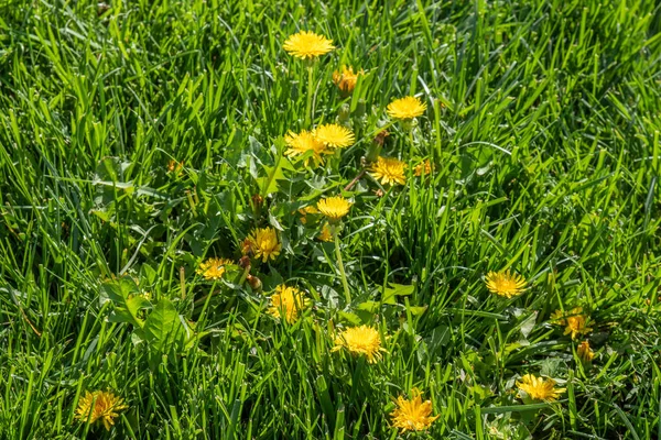 Flor Diente León Amarillo Hierba Verde Paisaje Primavera —  Fotos de Stock