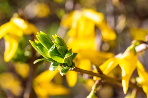 Pianta Fiori Mimosa Gialla Vicino — Foto Stock