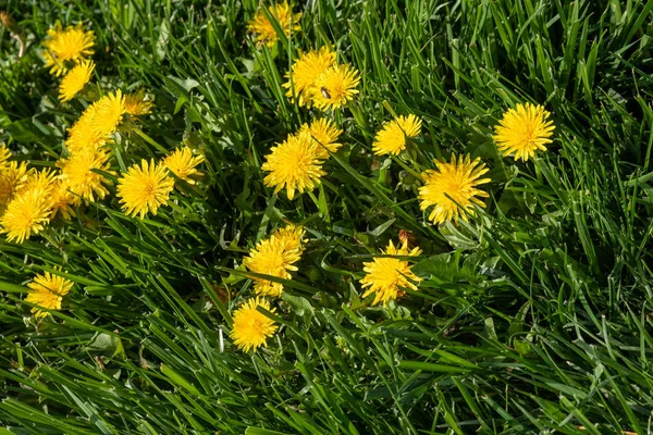 Flor Dente Leão Amarelo Grama Verde Paisagem Primavera — Fotografia de Stock