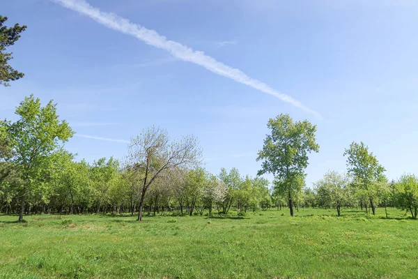 Landschaft Grüne Grasbäume Blauer Himmel — Stockfoto