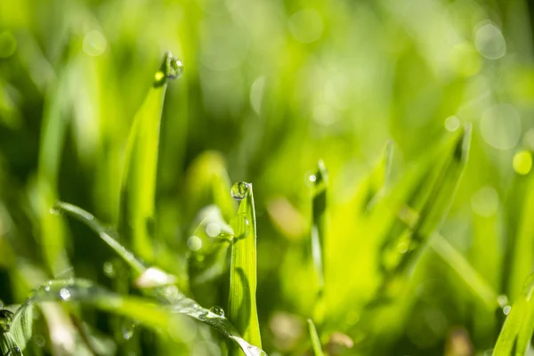 Green Grass Sun Bokeh Background Raindrops — Stock Photo, Image
