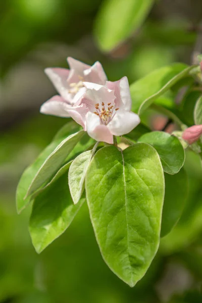 Белые Цветы Айвы Зеленые Листья Весна Природа — стоковое фото