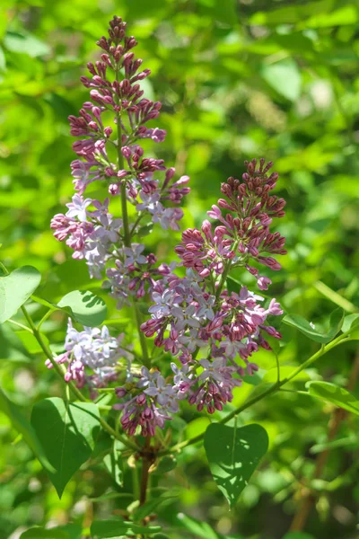 Tree Lilac Flowers Purple Green Leaves Spring Landscape — Stock Photo, Image