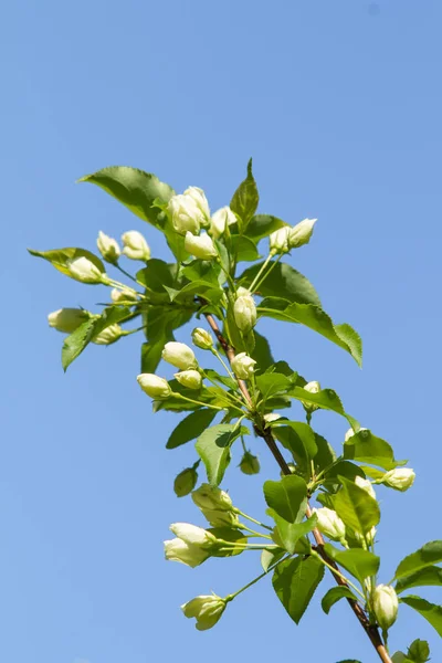 Flores Blancas Manzano Con Hojas Verdes Contra Cielo Azul — Foto de Stock