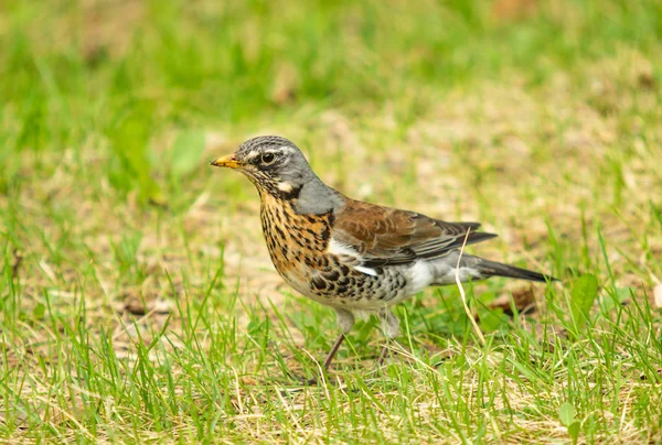 Yeşil Çim Içinde Song Thrush Doğa Kuşlar Westa — Stok fotoğraf
