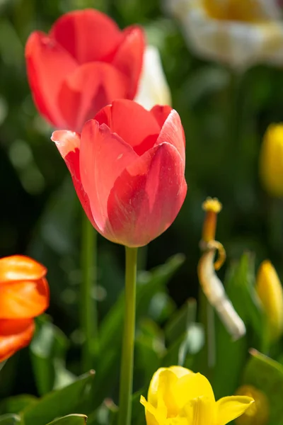 Bright Tulip Flowers Field Nature — Stock Photo, Image