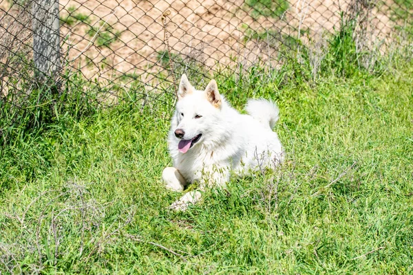 Hond Jagen Natuurgroen Veld Zomer — Stockfoto