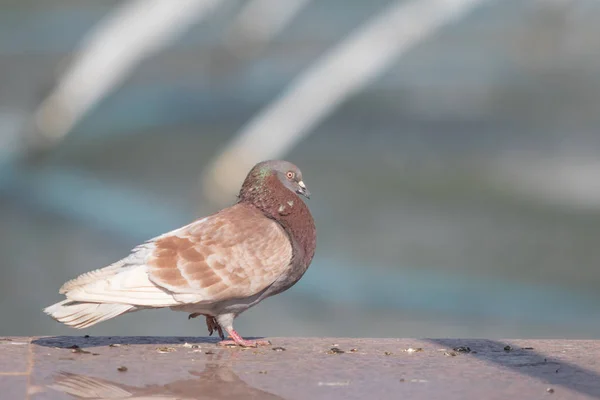 Wild Dove Sits Blurred Background Summer Nature — Stock Photo, Image