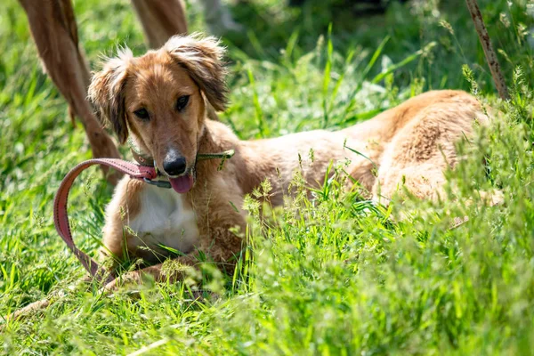 Caçada Cães Natureza Verde Campo Verão — Fotografia de Stock