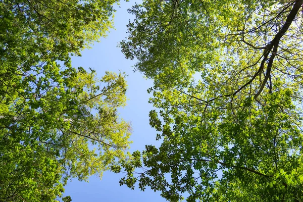 Green Leaves Trees View Blue Sky Spring Nature — Stock Photo, Image