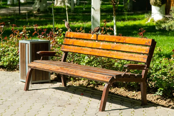 Wooden Bench Light Sun Summer Park — Stock Photo, Image