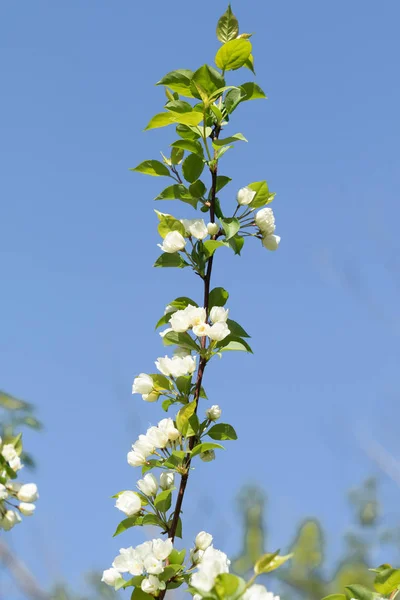 Fehér Virágok Egy Almafa Zöld Levelek Ellen Kék — Stock Fotó