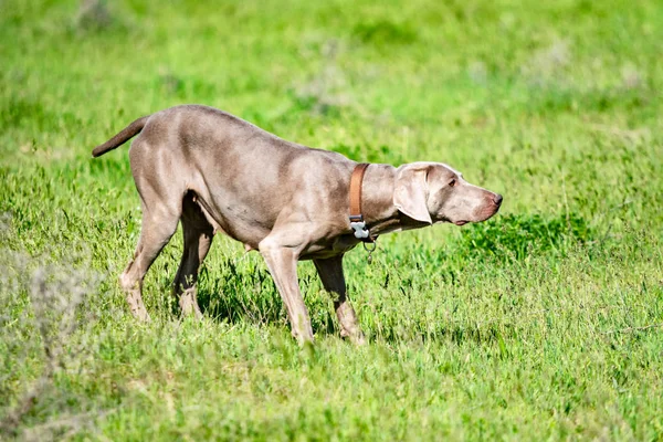 Hund Jakt Natur Grönt Fält Sommar — Stockfoto