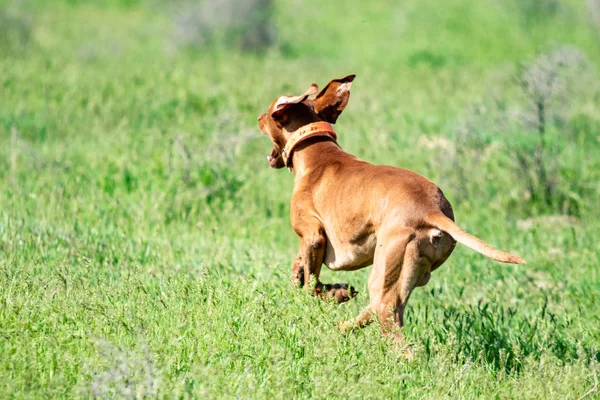 Der Jagende Rote Hund Läuft Auf Einem Grünen Gras Sommergrüne — Stockfoto