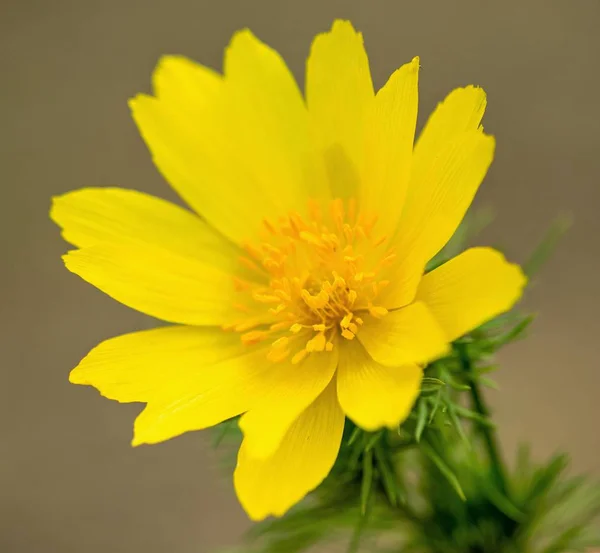 Gelbe Blütenfrühling Adonis Ist Eine Pflanzengattung Aus Der Familie Der — Stockfoto