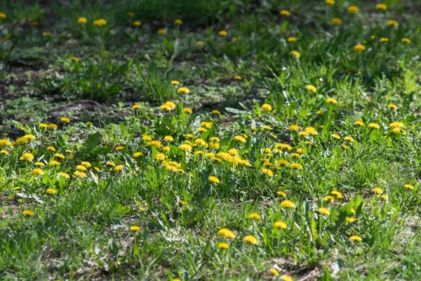 黄色の花緑の草の中のタンポポ 春の風景 — ストック写真