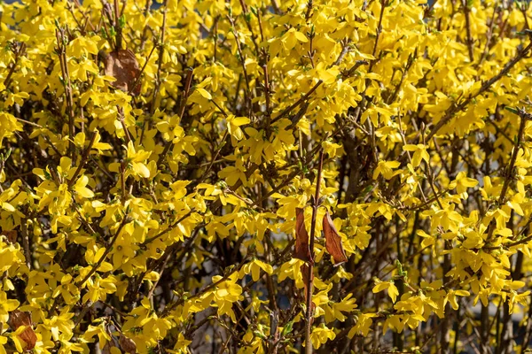 Pianta Fiori Mimosa Gialla Vicino — Foto Stock