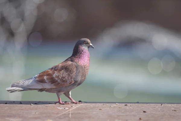 Wild Dove Sits Blurred Background Summer Nature — Stock Photo, Image