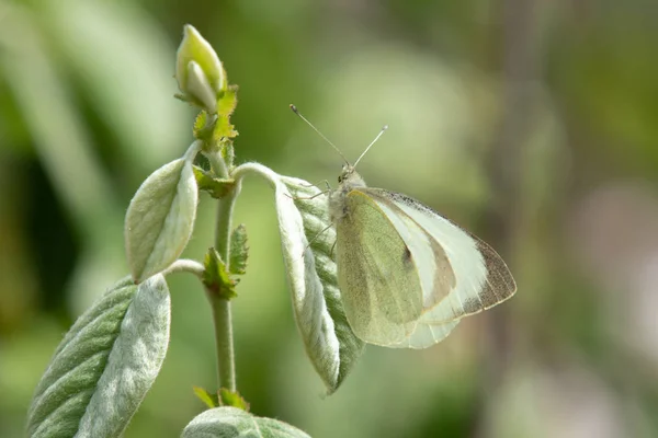 White Butterfly Sits Green Leaf Nature — Stock Photo, Image