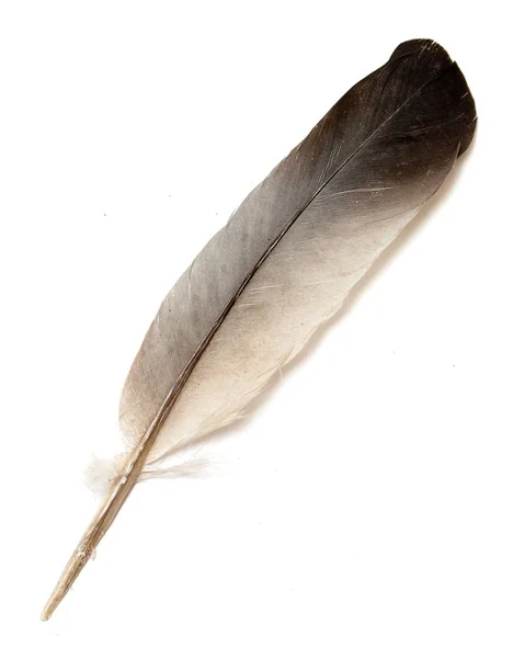 Pióro Ptaka Białym Tle — Zdjęcie stockowe