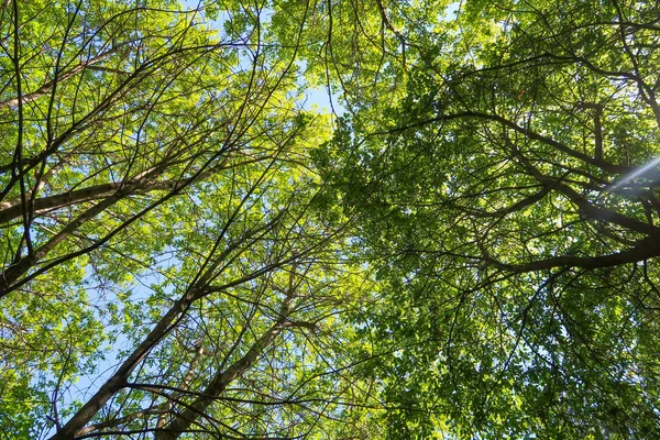 Gröna Blad Träd Visa Underifrån Mot Den Blå Himlen Våren — Stockfoto