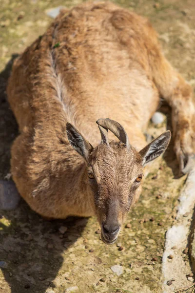 Cervo Sul Terreno Asciutto Estate — Foto Stock