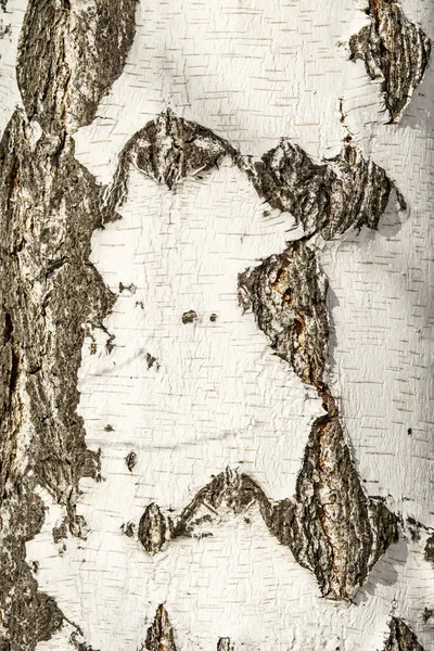 Texture Birch Bark Close — Stock Photo, Image