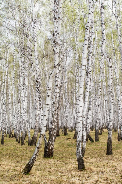 Birken Wald Gras Früh Frühling Landschaft Waldgebiet — Stockfoto