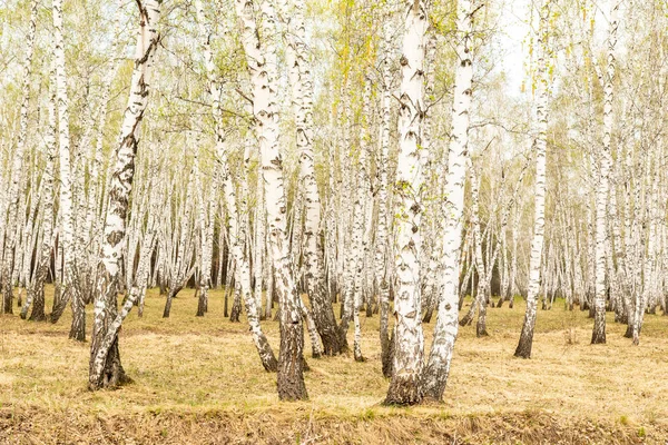 桦树森林草早春风景林区 — 图库照片